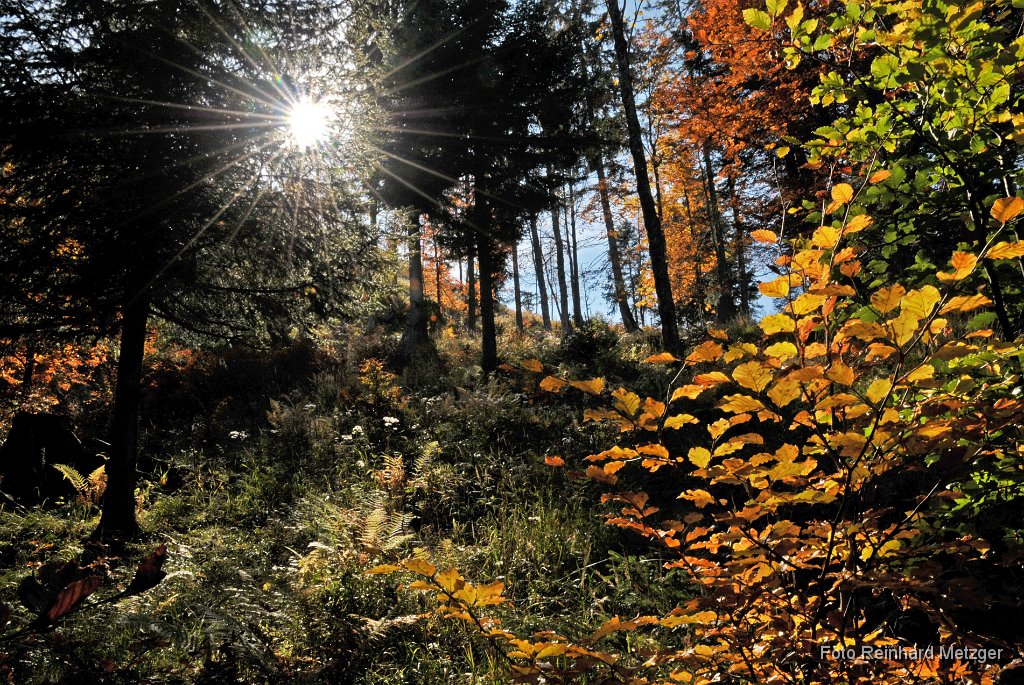 2010-10-09_5605 Herbst 3.jpg
